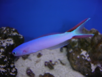  Hoplolatilus purpureus (Purple Tilefish)